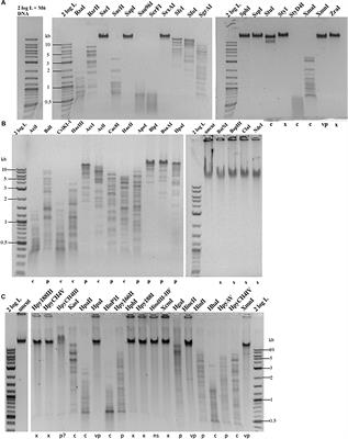 Type II Restriction of Bacteriophage DNA With 5hmdU-Derived Base Modifications